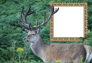 Fotoeffekt fra kategori Ulike № 121049