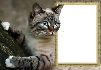 Fotoeffekt fra kategori Ulike № 145118