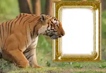 Fotoeffekt fra kategori Ulike № 176575