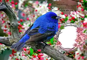 Fotoeffekt fra kategori Ulike № 70998. Innskriften på rammen: Пусть ярким будет каждый День... Fotoeffekt fra kategori Ulike № 70998. Innskriften på rammen: Пусть ярким будет каждый День...