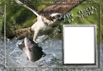 Fotoeffekt fra kategori Mannlige fotorammer № 88119. Innskriften på rammen: Fiske Fotoeffekt fra kategori Mannlige fotorammer № 88119. Innskriften på rammen: Fiske