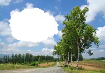 Fotoeffekt fra kategori Sommer № 114245