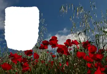 Fotoeffekt fra kategori Sommer № 114434