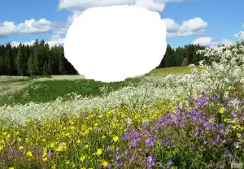 Fotoeffekt fra kategori Sommer № 114457