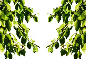 Fotoeffekt fra kategori Sommer № 114501