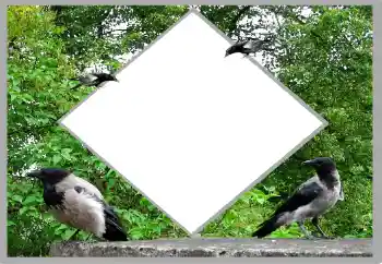 Fotoeffekt fra kategori Sommer № 131476