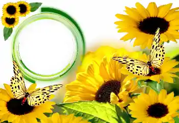 Fotoeffekt fra kategori Sommer № 134446