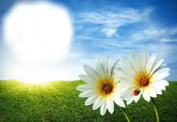 Fotoeffekt fra kategori Sommer № 89268