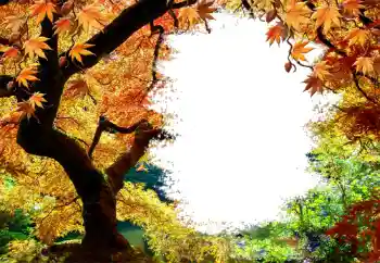 Fotoeffekt fra kategori Høst № 127046