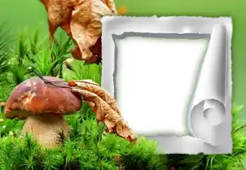 Fotoeffekt fra kategori Høst № 34933
