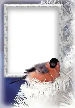 Fotoeffekt fra kategori Vinter № 3339 Fotoeffekt fra kategori Vinter № 3339