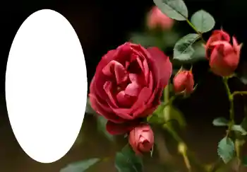 Fotoeffekt fra kategori Kvinnelige fotorammer № 47314