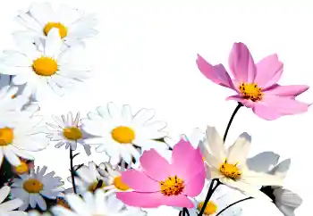Fotoeffekt fra kategori Kvinnelige fotorammer № 72152